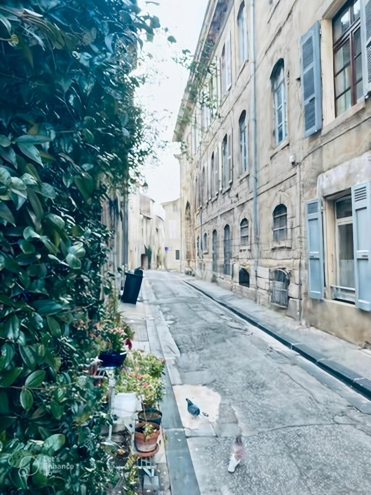 Le Bleuet Au Coeur De Valence *